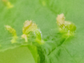 Phyllocoptes eupadi
